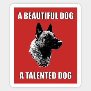 A Beautiful Dog, A Talented Dog Magnet